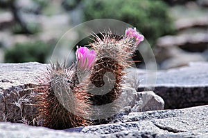 Winter Hardy Opuntia