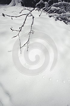 Winter in Harz Mountains National Park, Germany. Footprints in untouched snow. Moody snow covered landscape in German forest