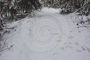 Winter in Harz Mountains National Park, Germany. Footprints in untouched snow. Moody snow covered landscape in German forest