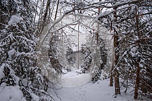 Winter in Harz Mountains National Park, Germany. Moody snow covered landscape in German forest