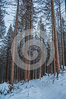 Winter in Harz Mountains National Park, Germany. Moody snow covered landscape in German forest