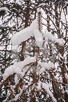 Winter in Harz Mountains National Park, Germany. Moody snow covered landscape in German forest