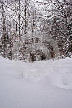 Winter in Harz Mountains National Park, Germany. Moody snow covered landscape in German forest