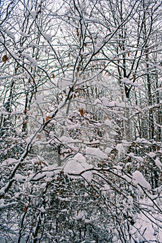 Winter in Harz Mountains National Park, Germany. Moody snow covered landscape in German forest