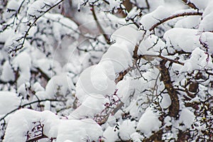 Winter in Harz Mountains National Park, Germany. Moody snow covered landscape in German forest