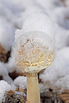 Winter has come over Macrolepiota mastoidea (syn. Lepiota mastoidea)