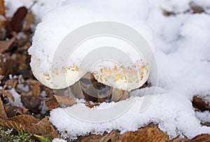 Winter has come over Macrolepiota mastoidea (syn. Lepiota mastoidea).
