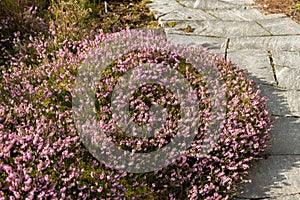 Winter heath or Erica Carnea plant in Saint Gallen in Switzerland