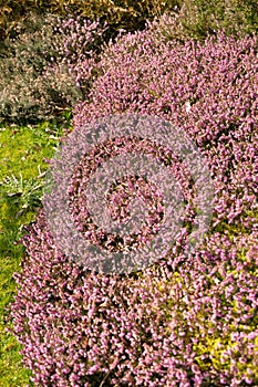 Winter heath or Erica Carnea plant in Saint Gallen in Switzerland