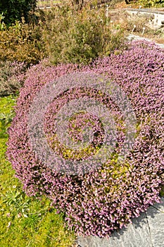 Winter heath or Erica Carnea plant in Saint Gallen in Switzerland