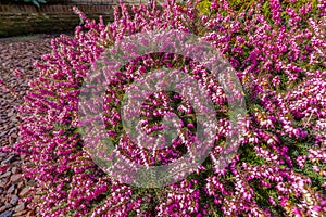 Winter Heather, Erica carnea `Winter Beauty