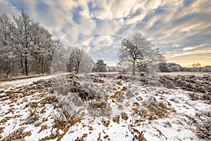 Winter heathland landscape Assen Drenthe