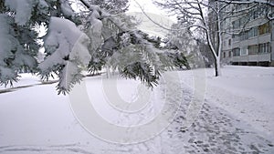 Winter is here. Snowfall in city. White snow covered tree, footpath, ground, pine-tree. Spruce branch in foreground. Frosty cold w