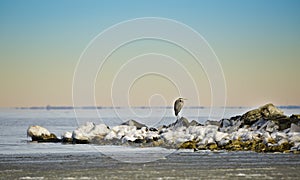 The Winter Heron