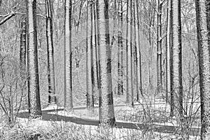 Wandelweg tussen besneeuwde bomen in het park photo