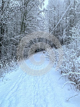 Winter with high snow in the solitude of Sweden