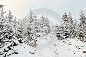 A winter hiking trail goes uphill between snow-covered spruce trees on a cloudy winter`s day