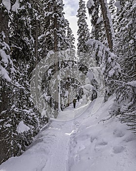 Winter Hiking Trail at Lake Louise