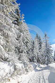 Winter hiking trail in mountains and forests,