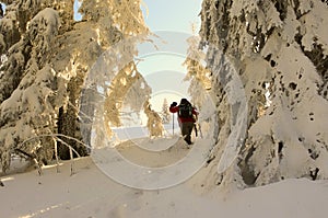 Winter hiking trail whit snow in Parang Mountains, Romania.