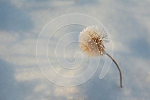 Winter hoar-frost flower