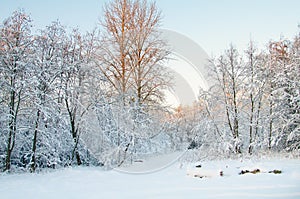 Winter, Hoarfrost and Rime on trees.