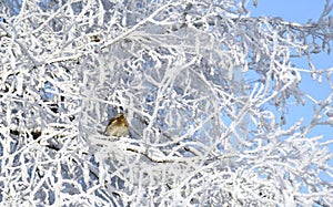 Winter. Hoarfrost. The sparrow sits on branches.