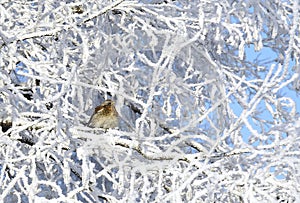 Winter. Hoarfrost. The sparrow sits on branches.