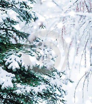 Winter holiday background, nature scenery with shiny snow and cold weather in forest at Christmas time