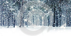 Winter holiday background, nature scenery with shiny snow and cold weather in forest at Christmas time