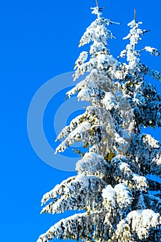 Winter holiday background with snowy branch, pine cones, blue sky, copy space