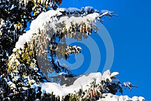 Winter holiday background with snowy pine tree branch, pine cones, blue sky, copy space
