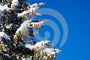 Winter holiday background with snowy pine tree branch, pine cones, blue sky, copy space