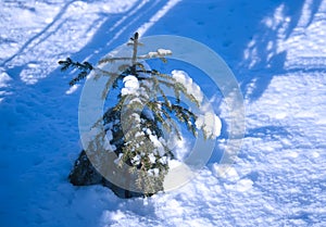 Winter holiday, New Year and Christmas background. Fir-tree growing on meadow and long blue shadows in snow