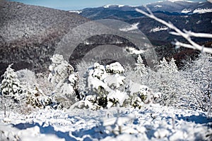 Winter holiday and travel. Winter landscape, wintry scene of frosty trees on snowy foggy background.