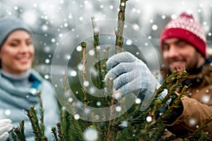 Happy couple buying christmas tree at market