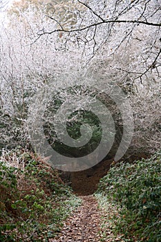 Winter holloway: woodland icy and frost and footpath