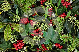 Winter Holly Ivy and Mistletoe Background