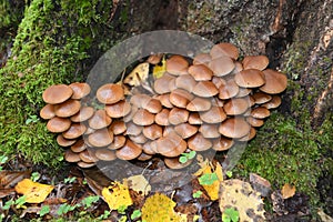 Winter honey agaric Flammulina velutipes Curtis Singer, grows around a stump