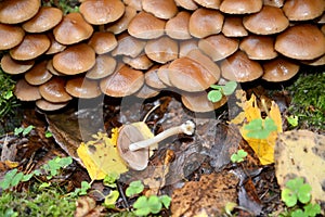 Winter honey agaric Flammulina velutipes Curtis Singer, top view