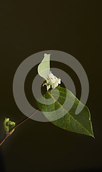 Winter Honeysuckle