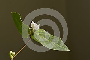 Winter Honeysuckle