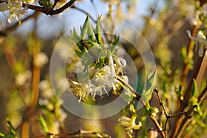Winter honeysuckle, Lonicera fragrantissima
