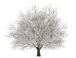 Winter hornbeam tree isolated on white photo