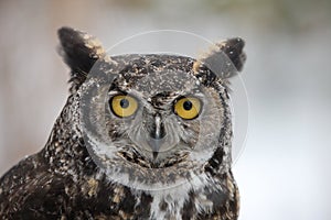 Winter Horned Barn Owl