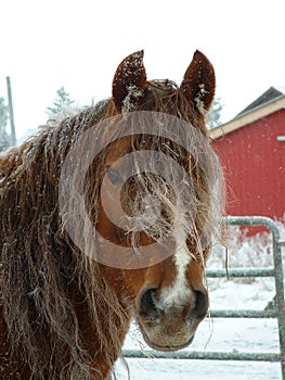 Winter horse