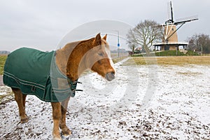 Winter horse in Dutch landscape