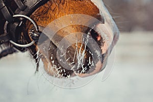 Winter horse portrait