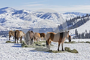 Winter at the horse ranch