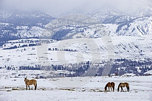 Winter at the horse ranch